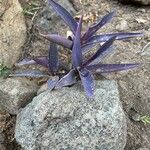 Tradescantia pallidaFuelha