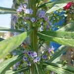 Echium strictum Листок