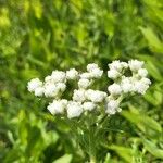 Parthenium integrifolium Kukka