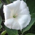 Datura innoxia Flor