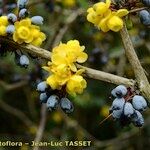 Berberis pruinosa 其他