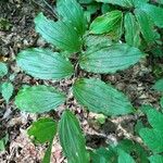 Maianthemum racemosum 葉