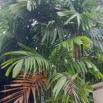 Areca triandraFolha