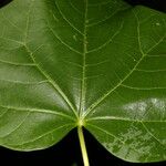 Jatropha curcas Blad