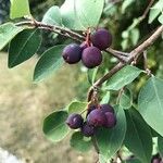 Cotoneaster multiflorus Leaf