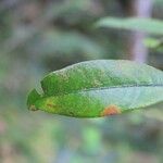 Erythroxylum laurifolium Leaf