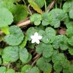 Dalibarda repens Leaf