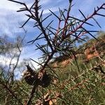 Hakea sericea Fruto