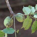 Sclerocarya birrea Плод