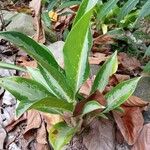 Aglaonema commutatum SchottΦύλλο