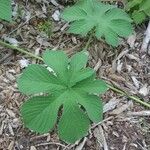 Hydrastis canadensis Leaf