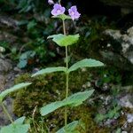 Veronica ponae Συνήθη χαρακτηριστικά