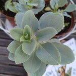 Mertensia maritima Leaf