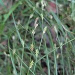 Carex remota 果實