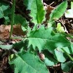 Hieracium glaucinum برگ