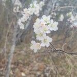 Prunus cerasus ফুল
