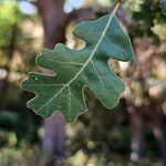 Quercus lobata Hoja