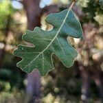 Quercus lobata Leaf