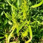 Rumex maritimus Floare