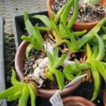 Glottiphyllum depressum Агульны выгляд