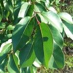 Diospyros virginianaLeaf