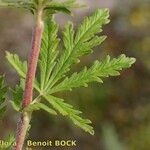 Potentilla intermedia Frunză