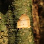Xylopia cupularis Bark