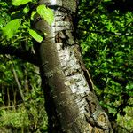 Nothofagus obliqua Corteza