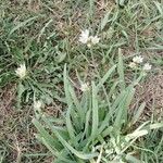 Nothoscordum bivalve ফুল