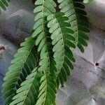 Tamarindus indica Blatt