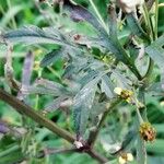 Bidens bipinnata Deilen