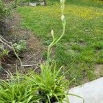 Polianthes tuberosa Yeri