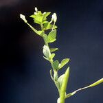 Cleome aculeata Habitus