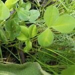 Trifolium repens পাতা
