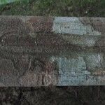 Lecythis idatimon Bark