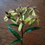 Senecio triangularis 花