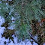 Pinus strobus Blatt