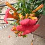 Campsis grandiflora Flower