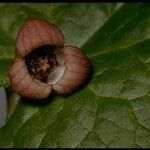 Asarum lemmonii Квітка