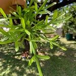 Crescentia alata Hoja