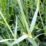 Dianthus carthusianorum Leaf