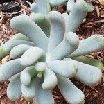 Sedum allantoides Folha