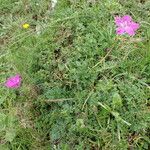Erodium manescavi অভ্যাস