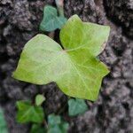 Hedera helixBlad