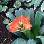 Clivia × cyrtanthiflora Fleur