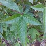 Passiflora suberosa Blad