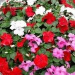 Impatiens walleriana Квітка