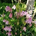 Aquilegia vulgarisЦвят