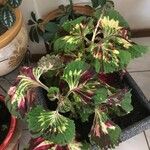 Coleus decurrens Frunză