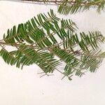 Parapiptadenia rigida Yaprak